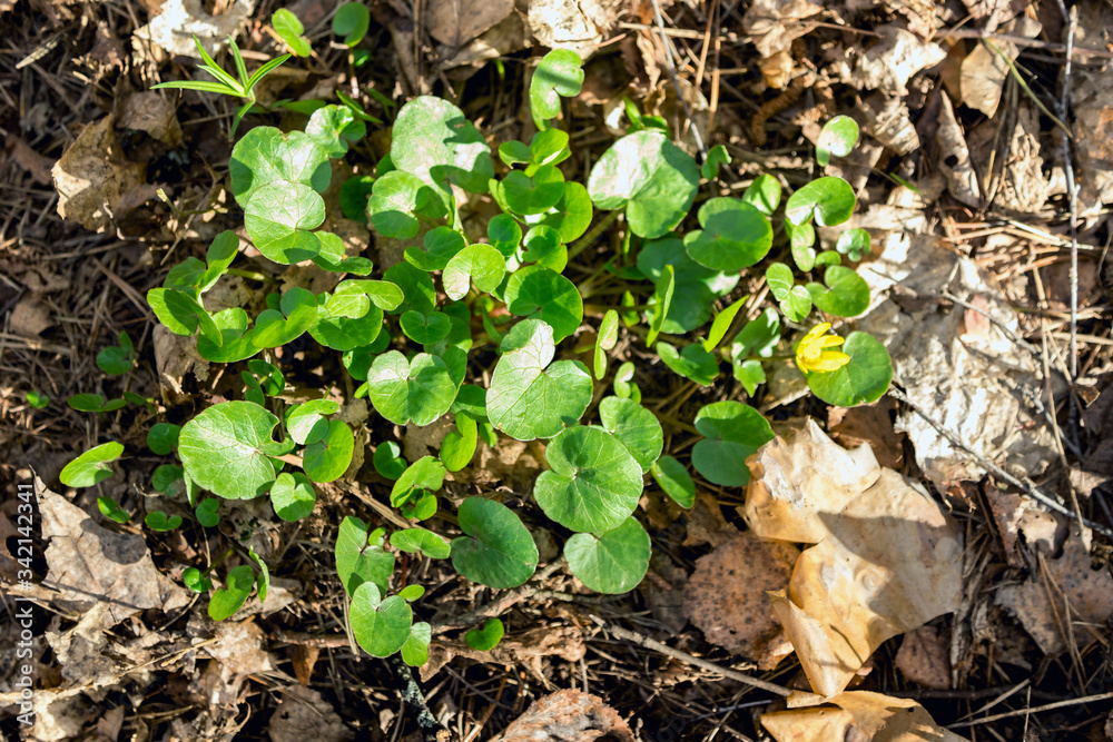 Swamp plant in the forest. The marsh marigold. A carpet of small round leaves. The watery part of the forest. Natural background of forest plants. Swamp plant in the forest. The marsh marigold. A carpet of small round leaves. The watery part of the forest. Natural background of forest plants.
