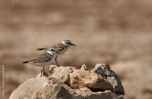 Kentish Plovers male and female on mound watching their chick