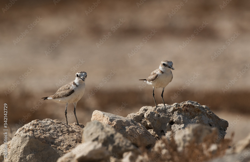 Kentish Plovers parent watching their chicks from a mound Kentish Plovers parent watching their chicks from a mound
