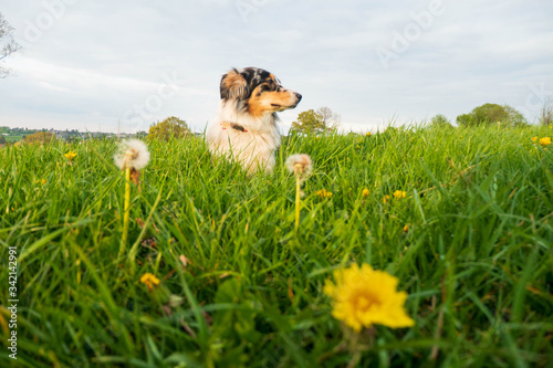 Hund im Löwenzahn auf einer grünen Frühlingswiese