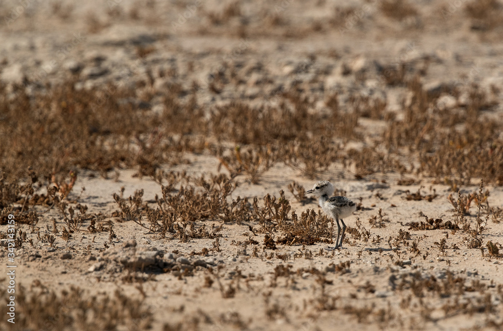 Kentish Plover chick camouflage in habitats, Bahrain