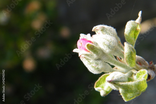 Devonshire Qwarenndom Apple tree blossoms buds
