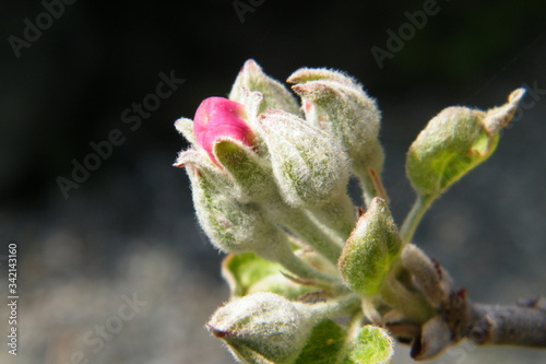 Devonshire Qwarenndom Apple tree blossoms buds