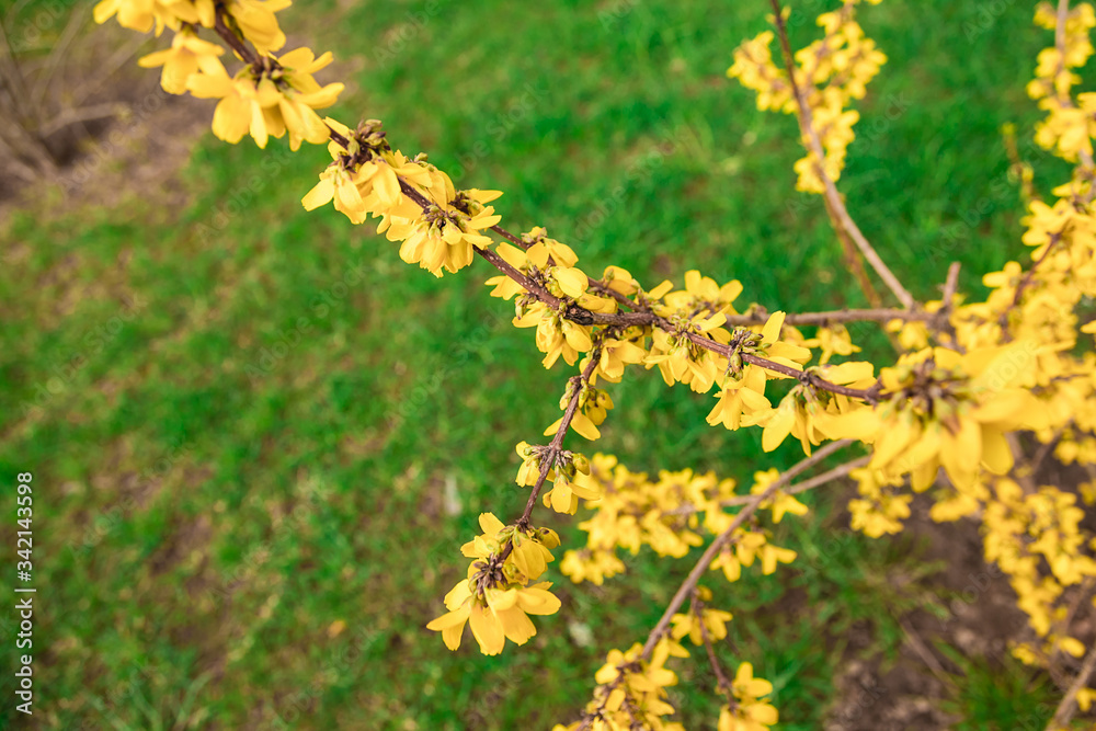 Yellow forsythia shrub. Branches covered with many yellow flowers. Yellow forsythia shrub. Branches covered with many yellow flowers.