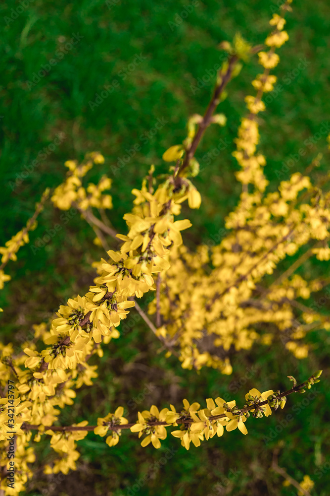 Yellow forsythia shrub. Branches covered with many yellow flowers. Yellow forsythia shrub. Branches covered with many yellow flowers.