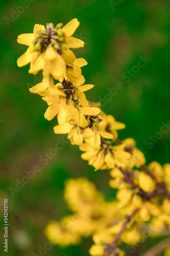 Yellow forsythia shrub. Branches covered with many yellow flowers.