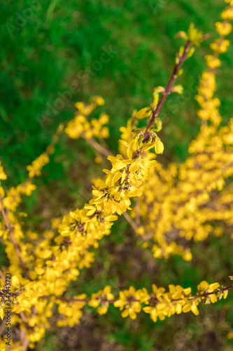 Yellow forsythia shrub. Branches covered with many yellow flowers.