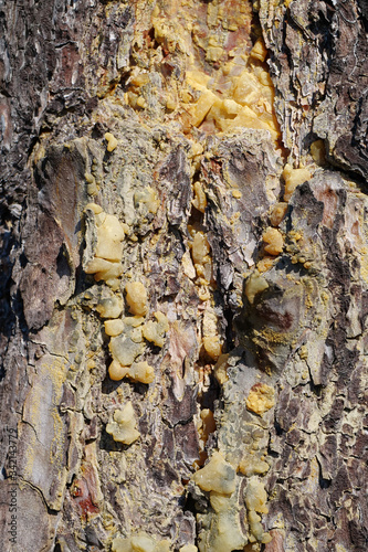 Yellow resin of pine tree