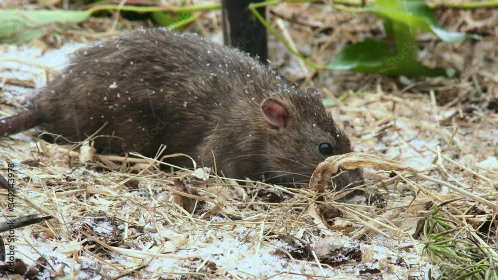 Mouse feeding on snow covered ground, Compton Abbas, Dorset, UK Mouse feeding on snow covered ground, Compton Abbas, Dorset, UK