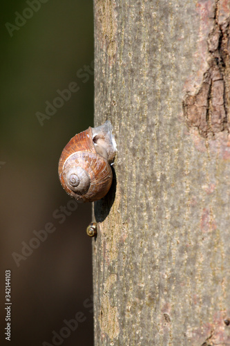 Snail wintering on a tree