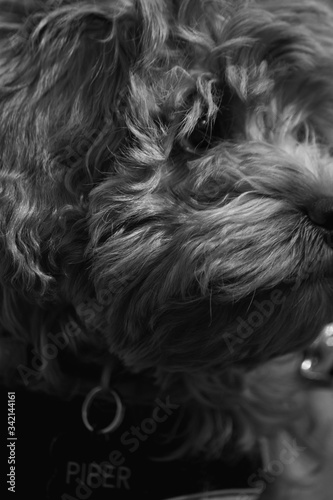 Cavapoo Puppy Profile Close Up, Black and White Photo