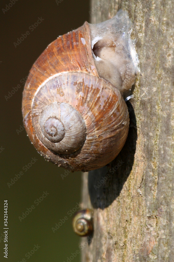 Snail wintering on a tree