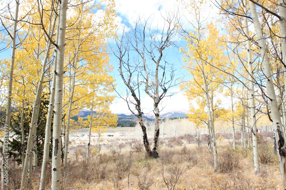 Fototapeta premium Autumn in the mountains