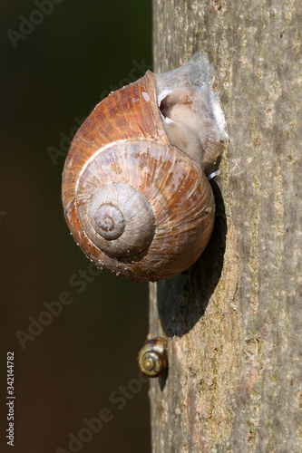 Snail wintering on a tree