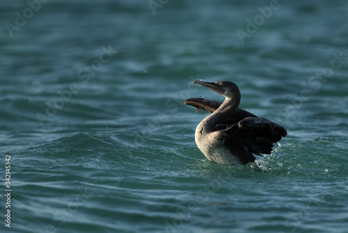 Socotra cormorant in the morning at Busaiteen sea, Bahrain