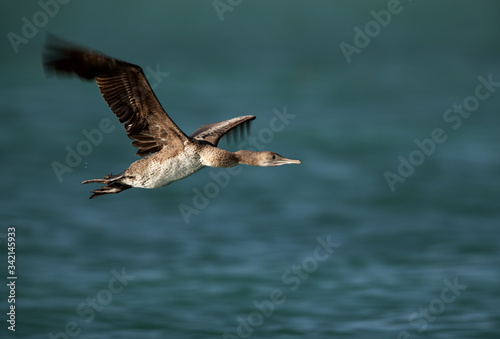 Socotra cormorant in flight