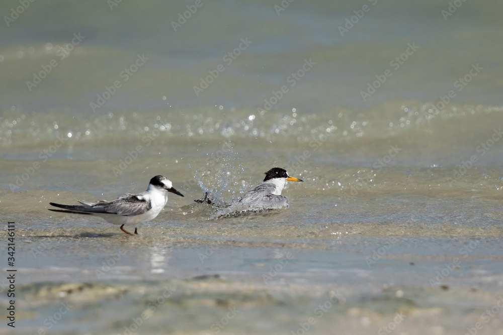 Saunders tern: mother and baby taking bath Saunders tern: mother and baby taking bath