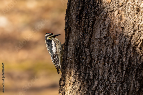  The yellow-bellied sapsucker (Sphyrapicus varius) is a medium-sized woodpecker that breeds in Canada and the north-northeastern United States. photo