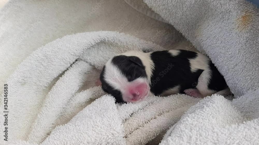 a small black and white Shih-tzu puppy just after birth wrapped in a towel squeaks calling his mother a small black and white Shih-tzu puppy just after birth wrapped in a towel squeaks calling his mother