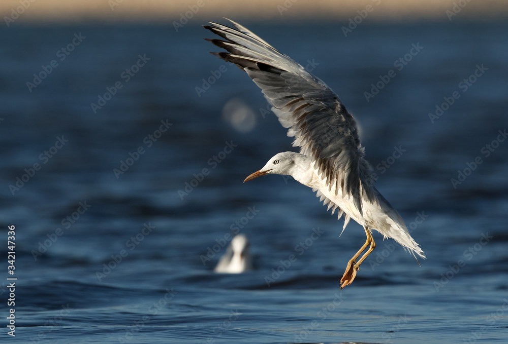 The slender-billed seagull landing