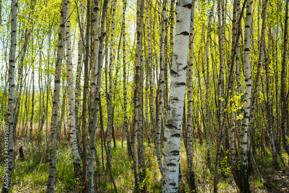 Green Birch Forest in Spring Sunny Day