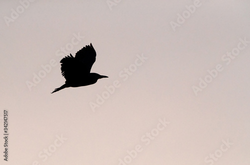 Fotografi Black-crowned Night Heron silhouette