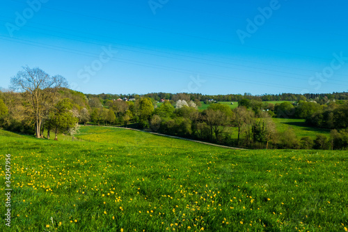 Saftig, grüne Frühlingswiesen mit blühendem, gelben Löwenzahn