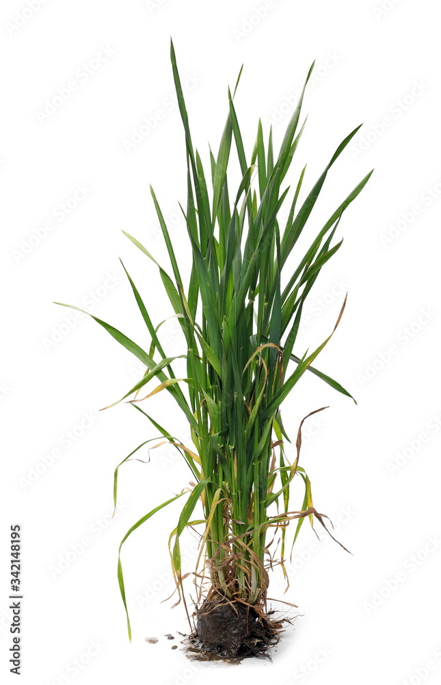 Young, green springtime wheat with soil isolated on white background