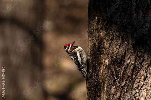  The yellow-bellied sapsucker (Sphyrapicus varius) is a medium-sized woodpecker that breeds in Canada and the north-northeastern United States. photo