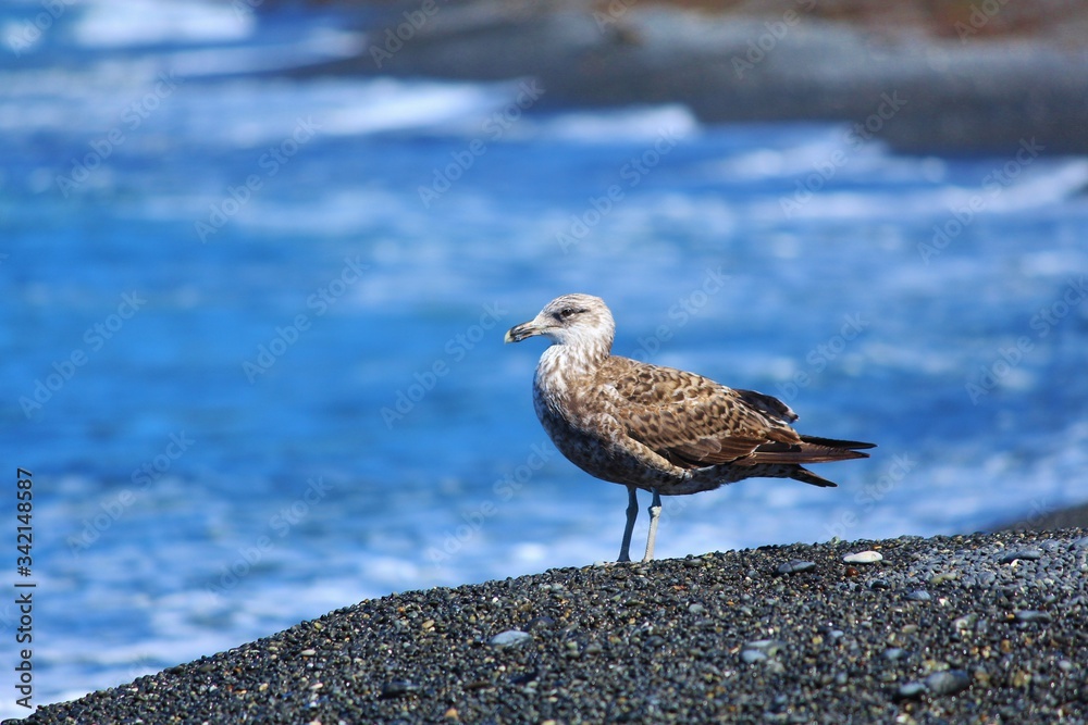 Southern black-backed gull at the beach