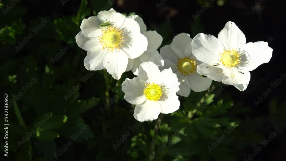 Großes Windröschen (Anemone sylvestris) im Garten Großes Windröschen (Anemone sylvestris) im Garten
