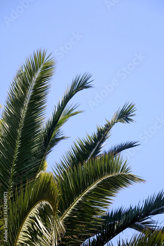 Palm tree leaves and bright blue sky. Selective focus.