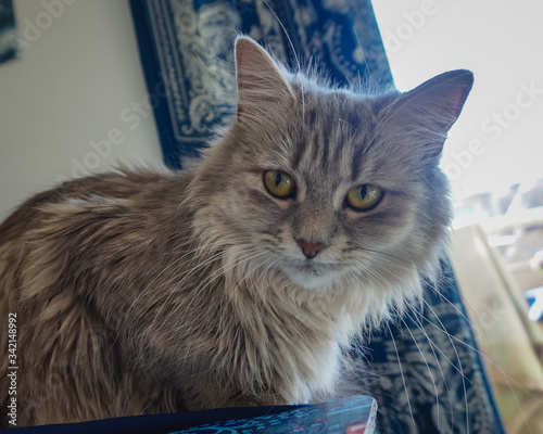 Fotografie a beautiful grey longhair cat with big yellow eyes on a blue background could be