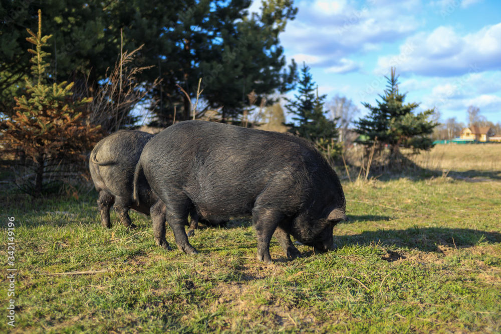 Black pigs eating grass in rural landscape Black pigs eating grass in rural landscape