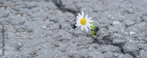 beautiful daisy grows through a crack in the asphalt
