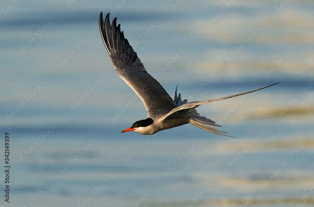 White-cheeked Tern flying during dusk White-cheeked Tern flying during dusk