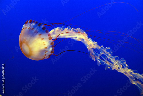 beautiful jellyfish floating in deep blue water