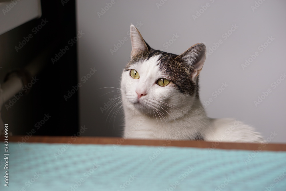 Spotty short hair cat portrait resting and looking at camera Spotty short hair cat portrait resting and looking at camera