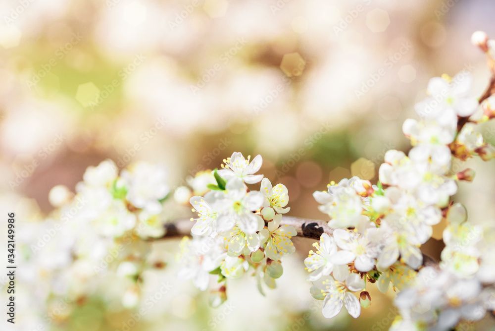 Flowering pink cherry. Sakura in spring close up. Spring concept.Cherry flowers as background. Flowering pink cherry. Sakura in spring close up. Spring concept.Cherry flowers as background.