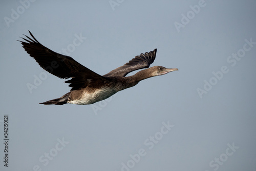 Socotra cormorant in flight