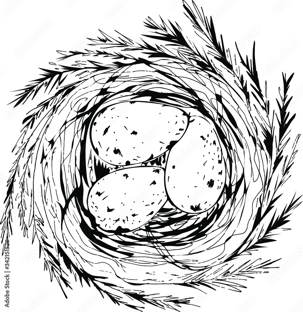 Black and white sketch of nest with three eggs isolated on white ...