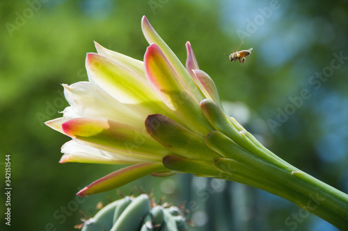 Organ Pipe Cactus Bloom