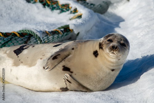 A large adult harp seal lays on white snow with its head up in the air. There's a crab trap behind the animal. The seal has grey fur with dark spots on it. The mammal has flippers and sharp claw.