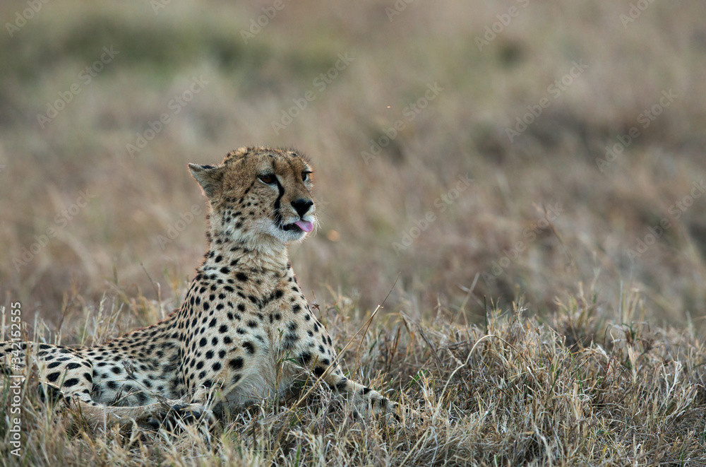 Cheetah resting after meal in Masai Mara Grassland Cheetah resting after meal in Masai Mara Grassland