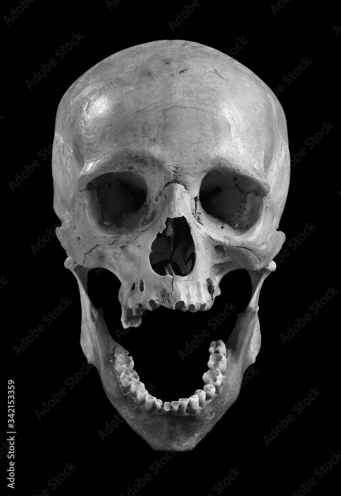 Obraz premium Skull of the person.