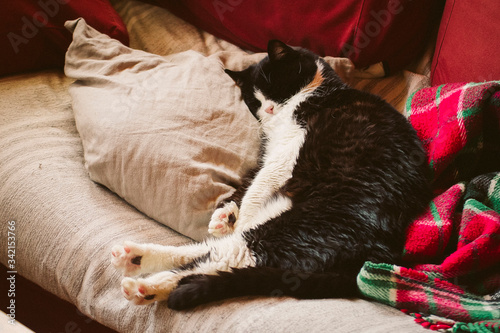 An old black and white cat sleeping confortably on a sofa. Picture with a vintage touch.