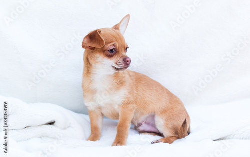 red puppy chihuahua sits on a white fluffy blanket © Happy monkey