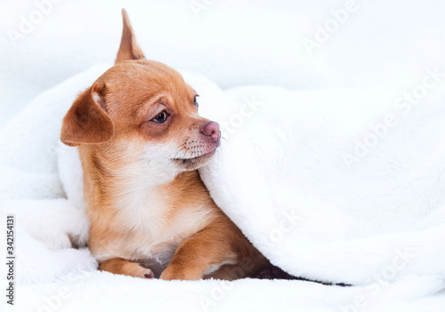 red puppy chihuahua sits on a white fluffy blanket