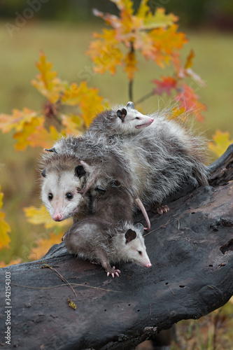 Virginia Opossum (Didelphis virginiana) Mother Endures Joeys Climbing on Her Autumn