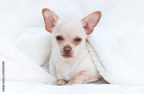 chihuahua puppy looks on a white fluffy blanket © Happy monkey